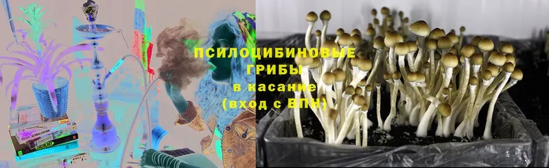 Псилоцибиновые грибы Magic Shrooms  kraken зеркало  Краснотурьинск 